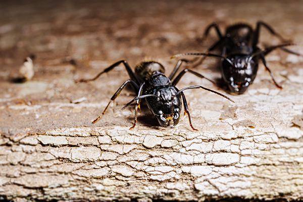 Signs of Carpenter Ants: How to Get Rid of Carpenter Ants